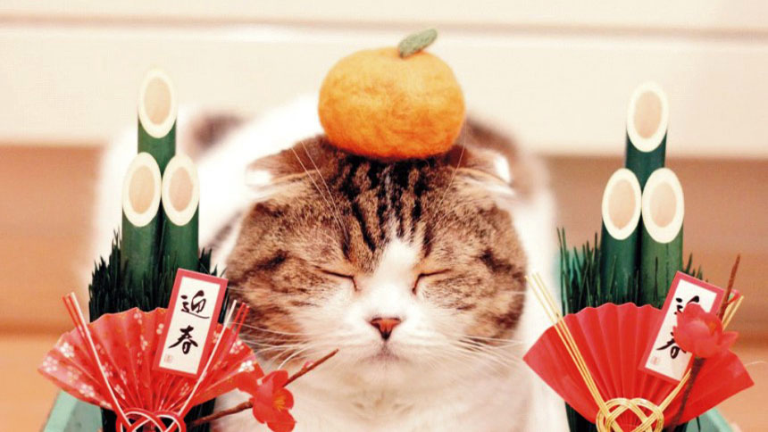 猫奴必看！ “2018 东京猫咪休息展”疗愈你的心！