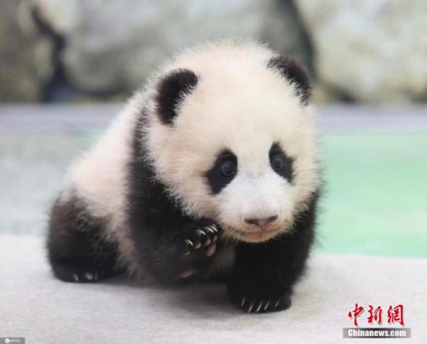 投票结果出炉！日本这只熊猫宝宝定名“枫滨”
