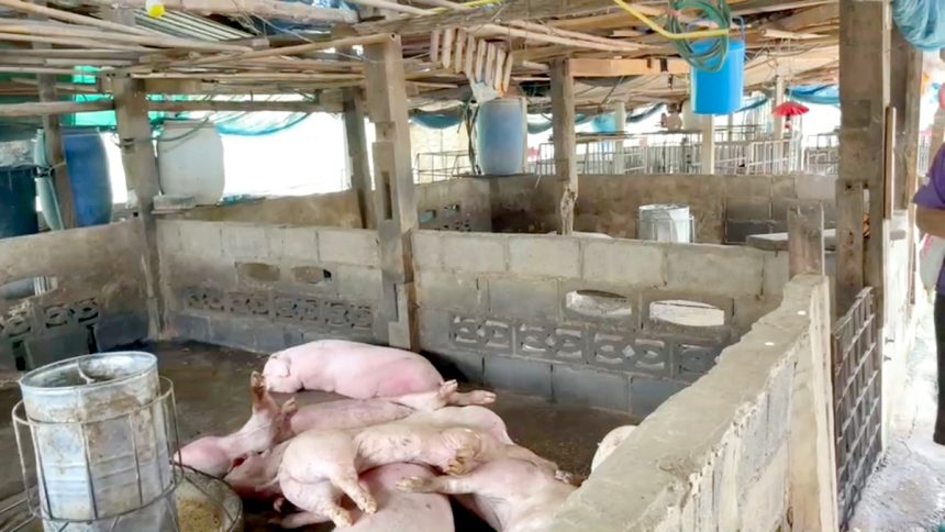 碧差汶府养殖场大量猪只死亡