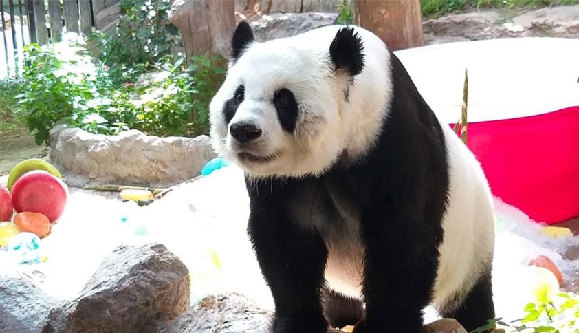 伤心！旅泰大熊猫林惠抢救无效离世