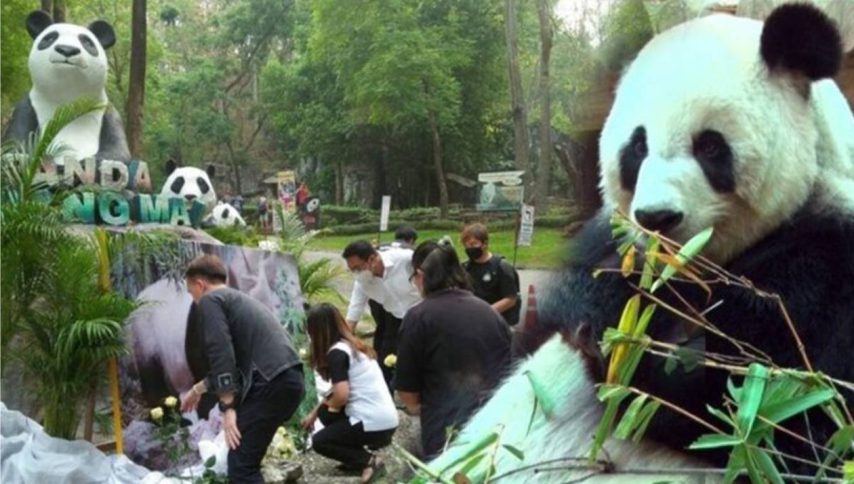 清迈动物园关闭熊猫馆 开放在林惠雕塑前凭吊