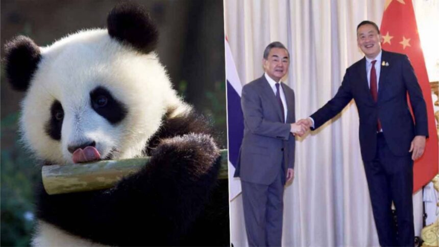 塞塔会晤王毅后：清迈动物园将迎来熊猫回归