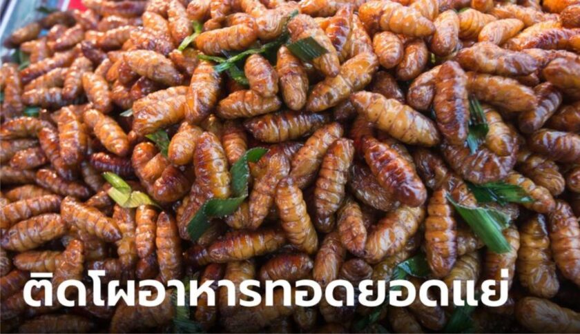 亚洲最差油炸食品 泰国油炸蚕蛹排名第2